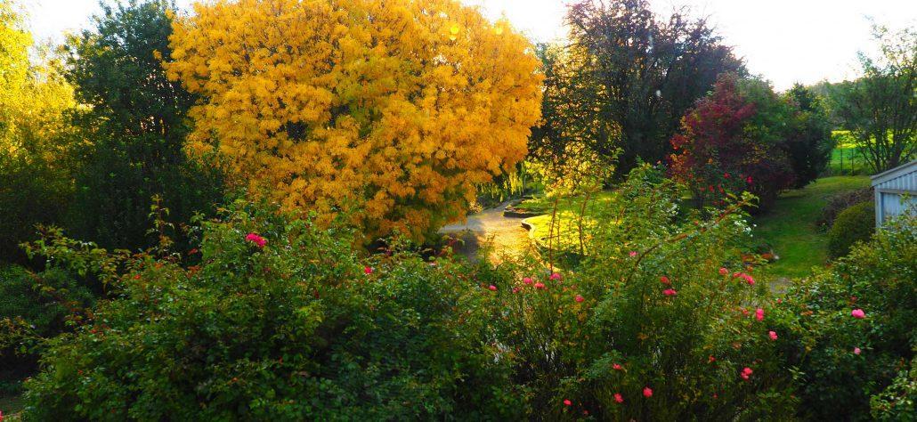 Mole Creek Guesthouse Ngoại thất bức ảnh